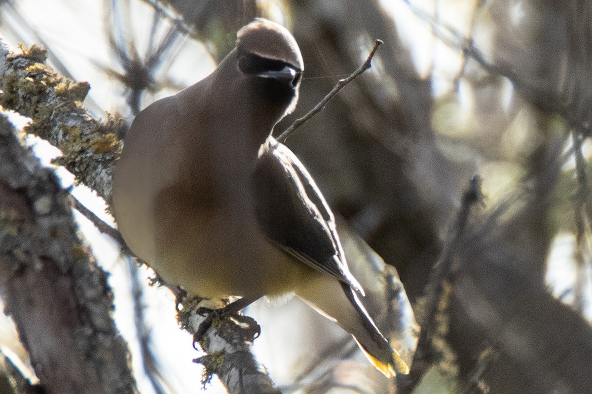 Cedar Waxwing - ML615876524