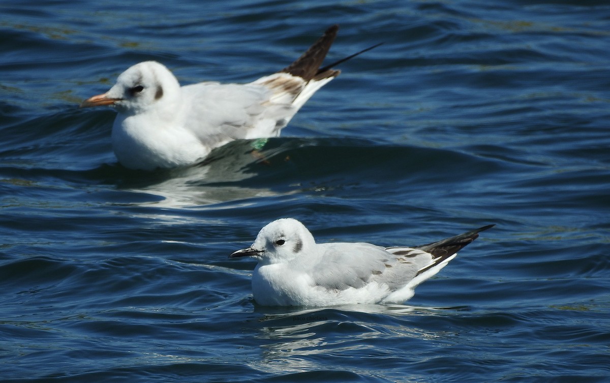 Bonaparte's Gull - Paco Chiclana