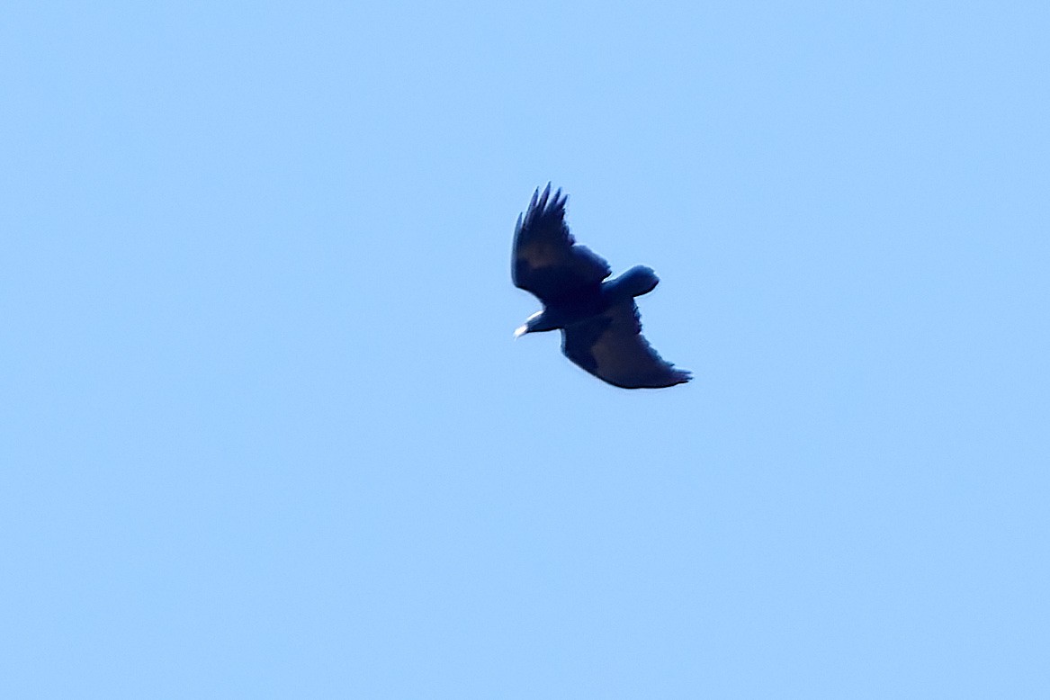 Fan-tailed Raven - ML615876604