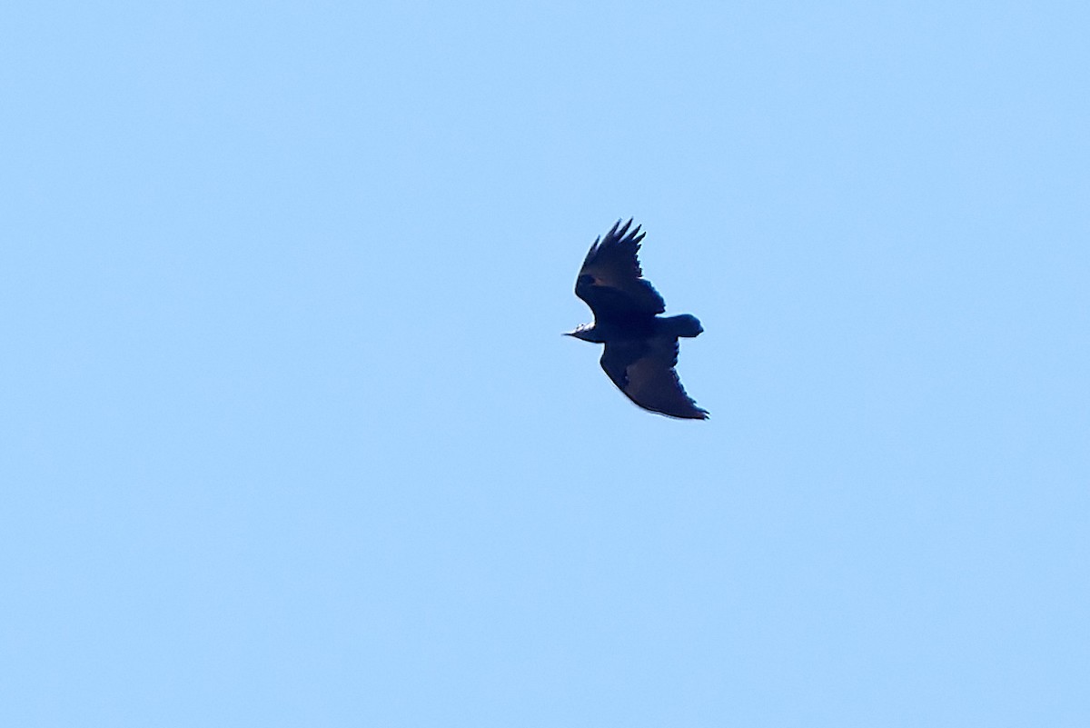 Fan-tailed Raven - ML615876605