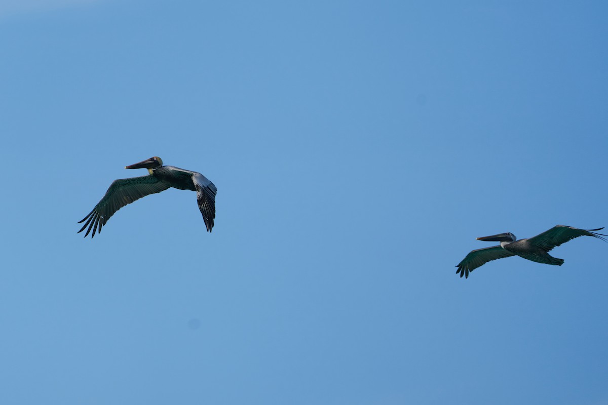 Brown Pelican - ML615876675