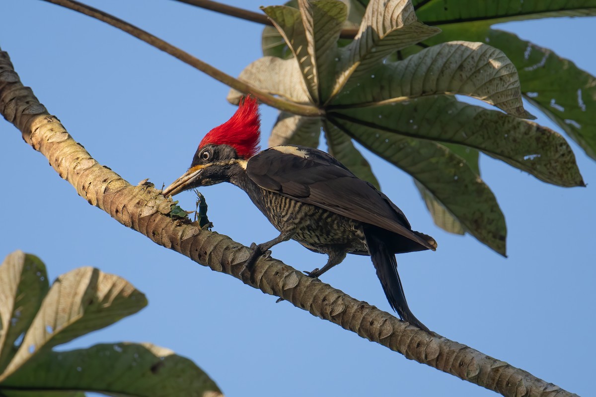 Lineated Woodpecker - Tony Ducks