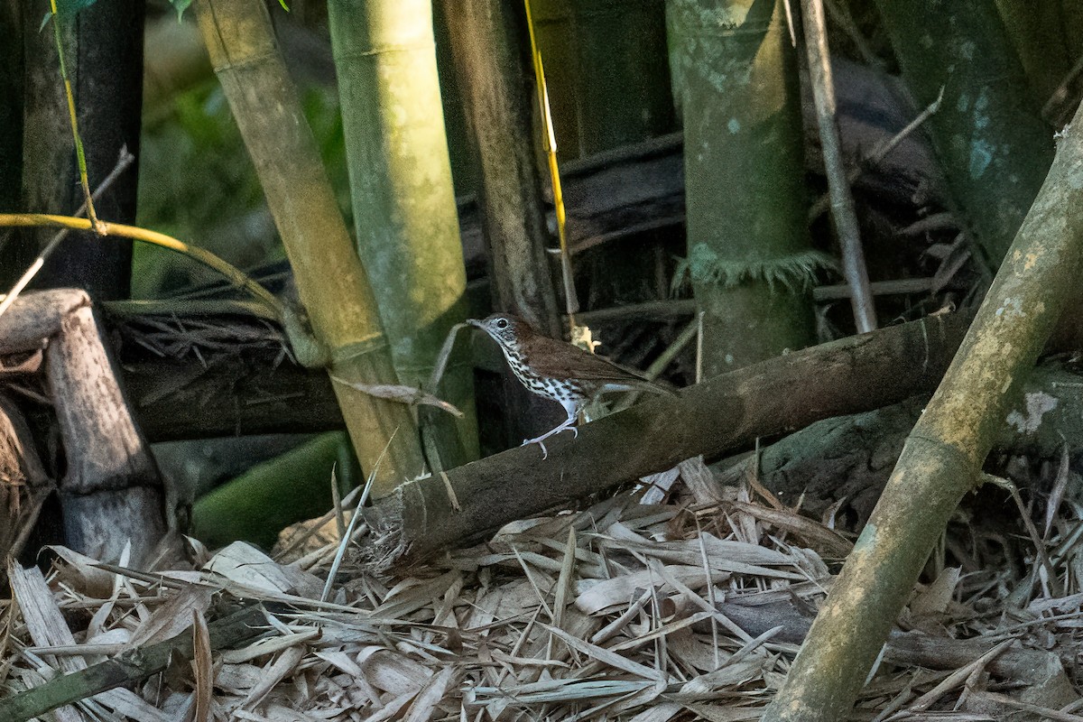 Wood Thrush - Tony Ducks