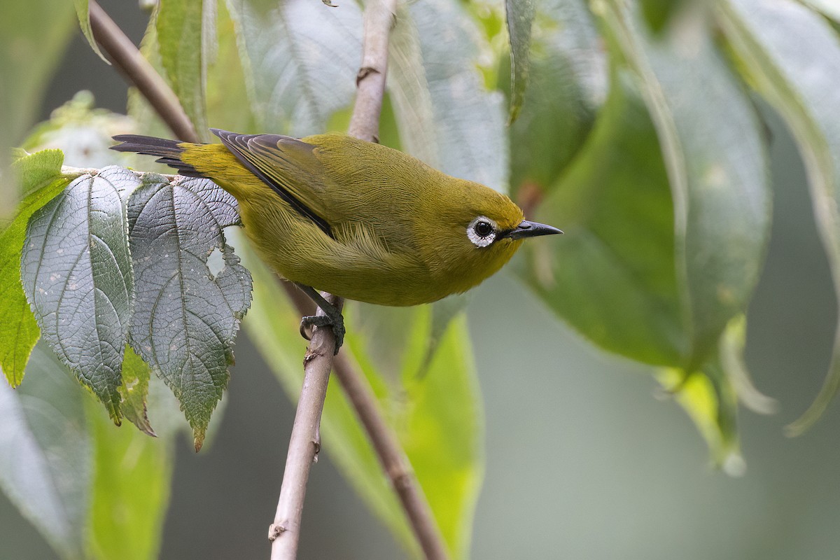 Southern Yellow White-eye - Chris Venetz | Ornis Birding Expeditions