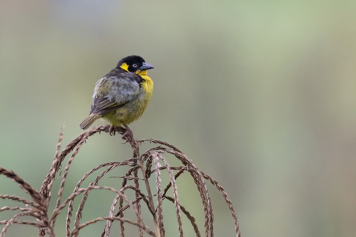 Baglafecht Weaver - ML615876718