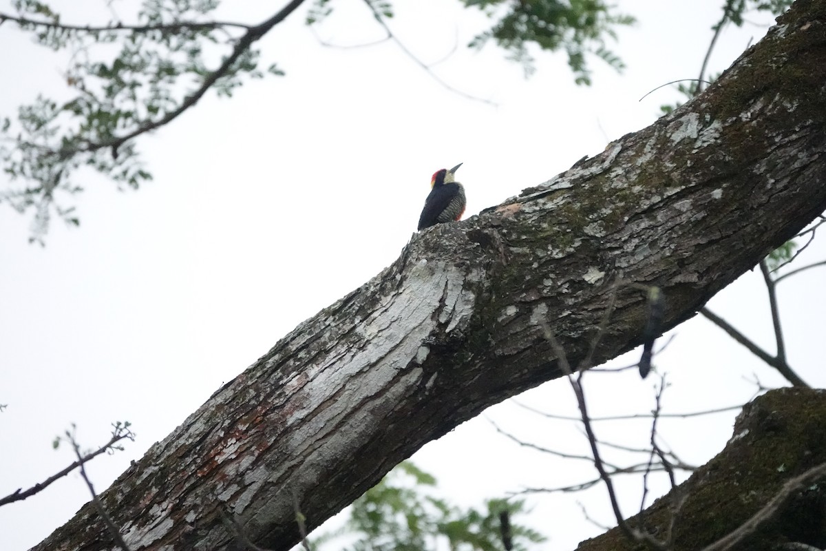 Beautiful Woodpecker - ML615876740