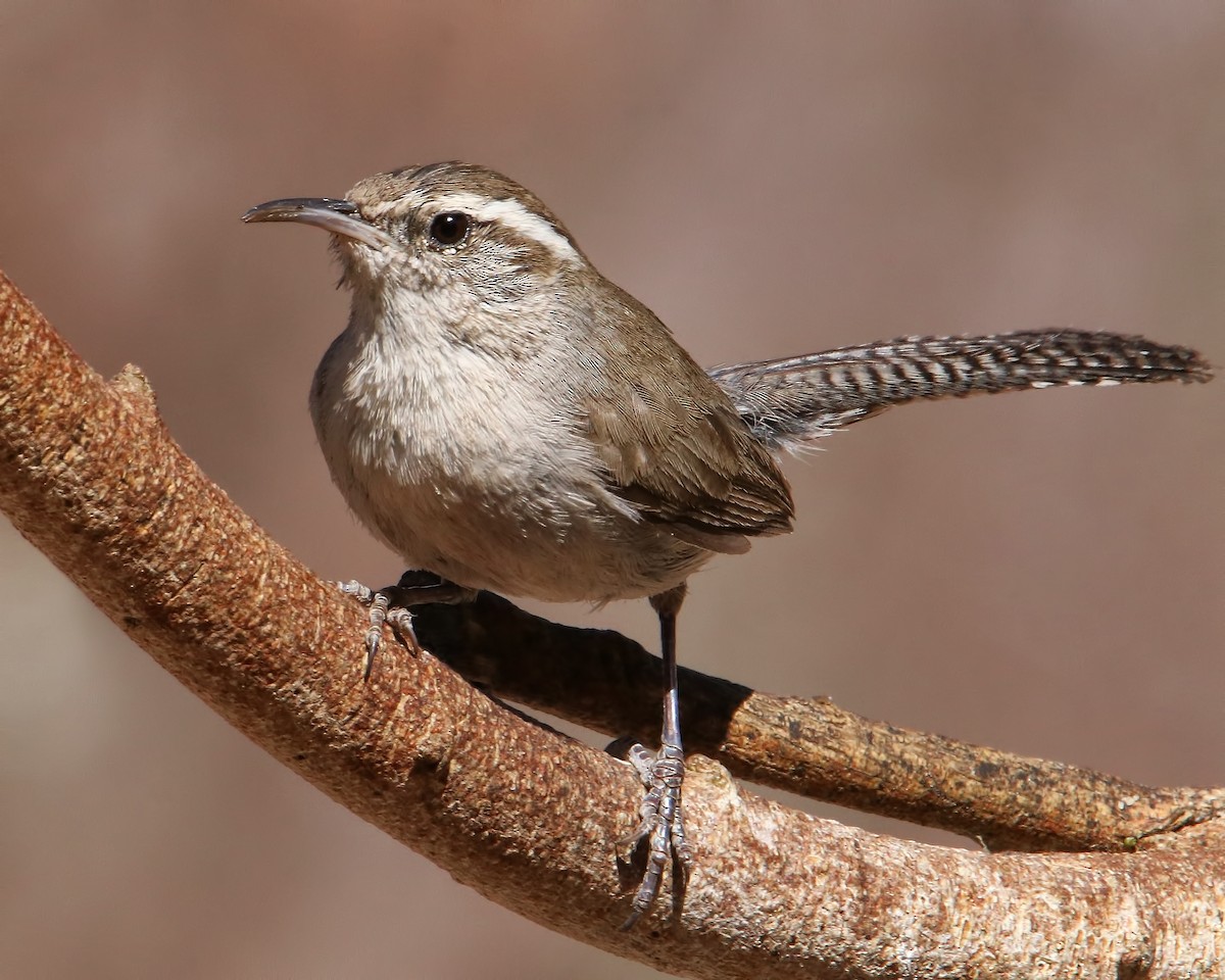 Bewick's Wren - ML615876795