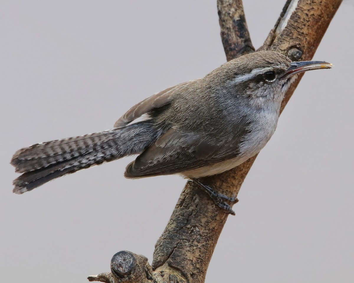 Bewick's Wren - ML615876796