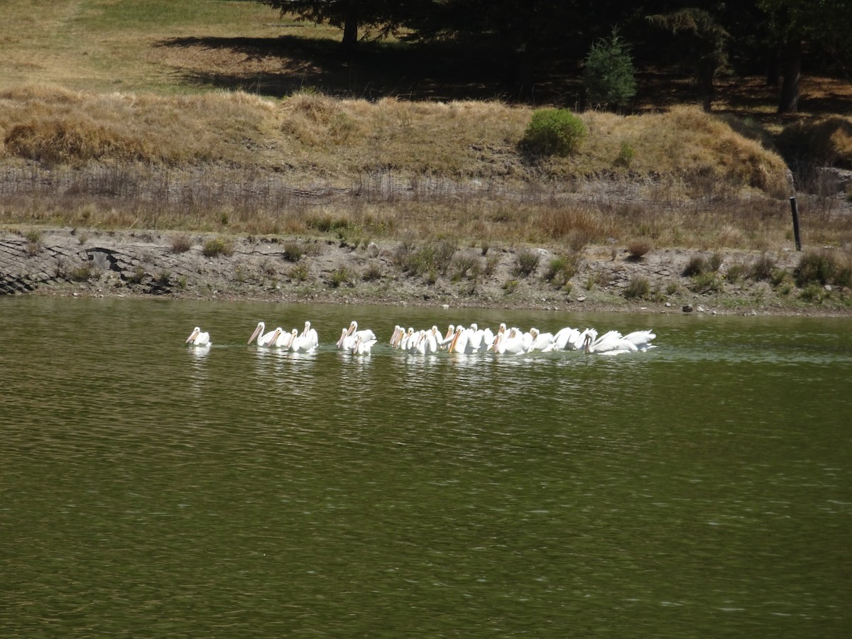 American White Pelican - ML615876904