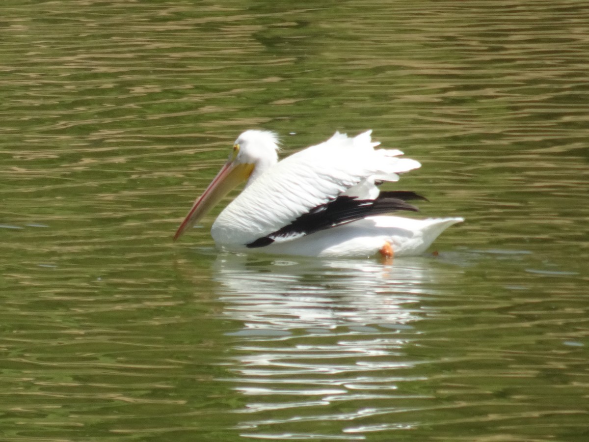 American White Pelican - ML615876938