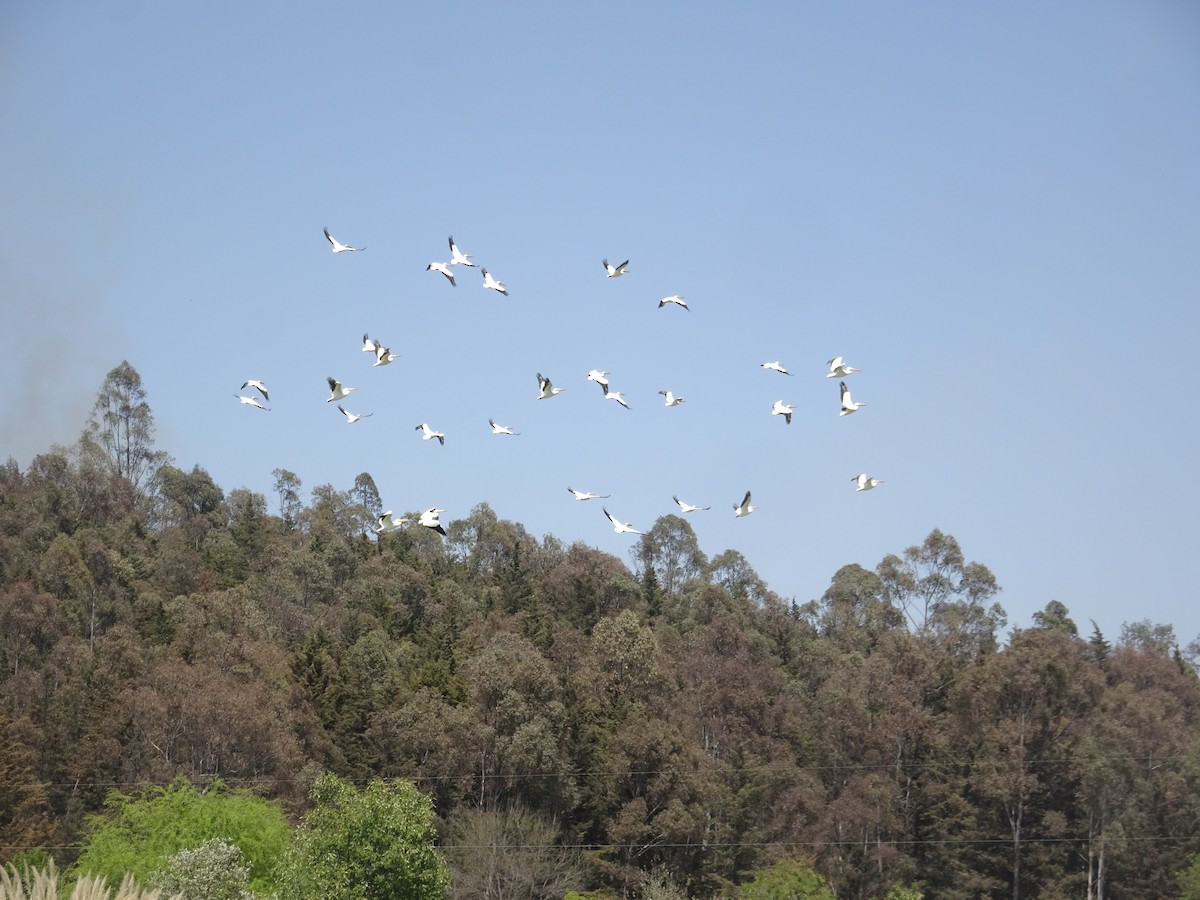 American White Pelican - ML615876961