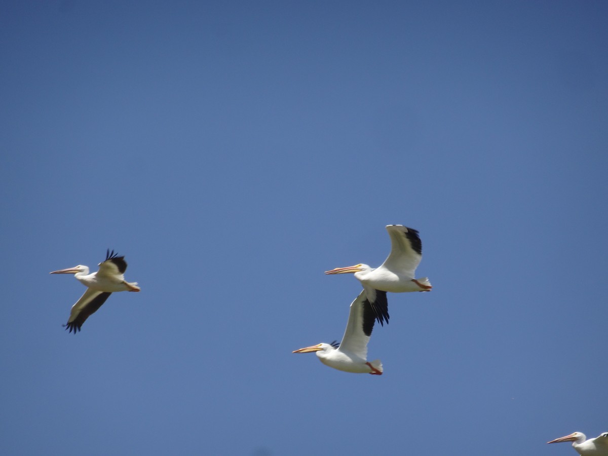 American White Pelican - ML615876966