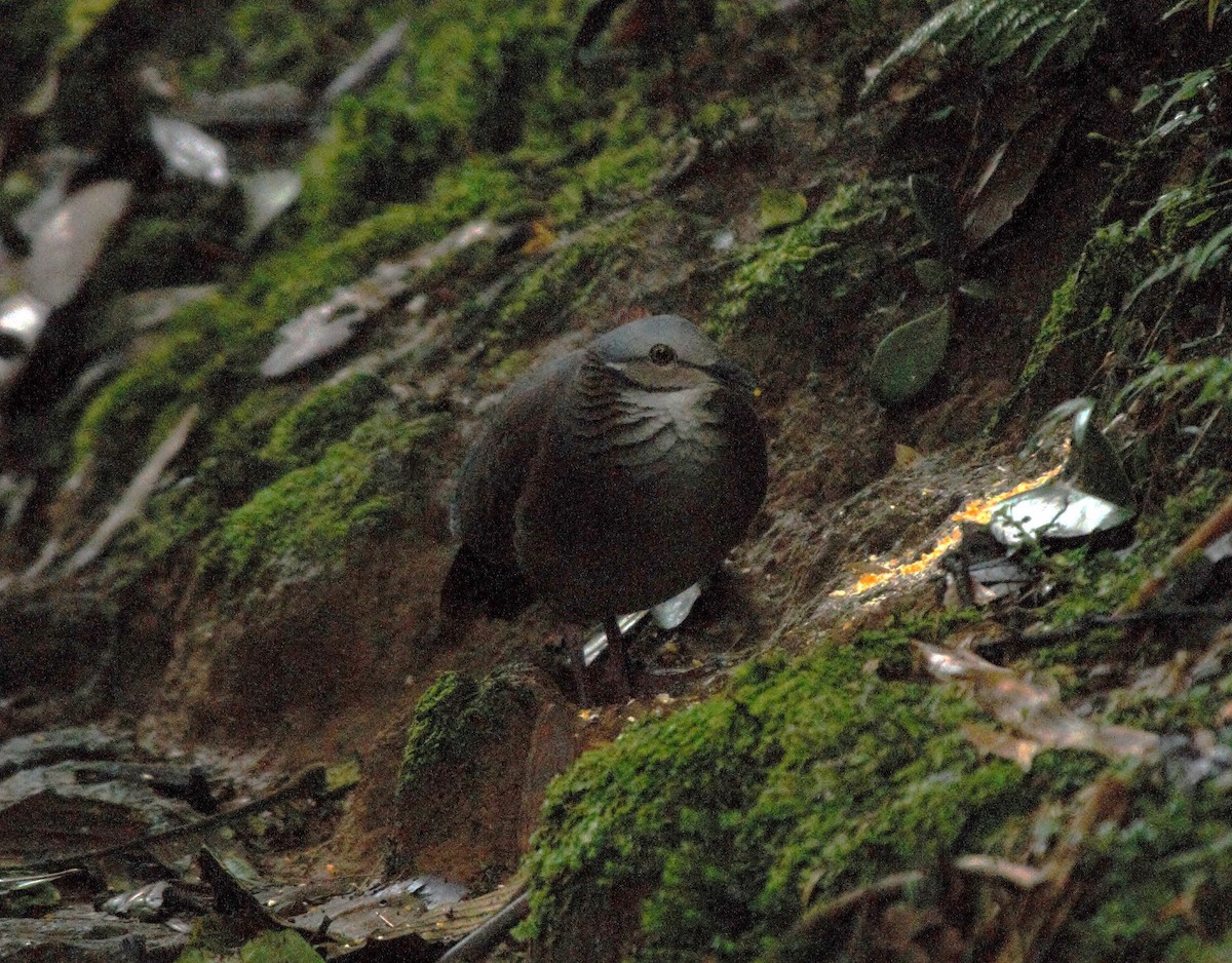 White-throated Quail-Dove - ML615876978