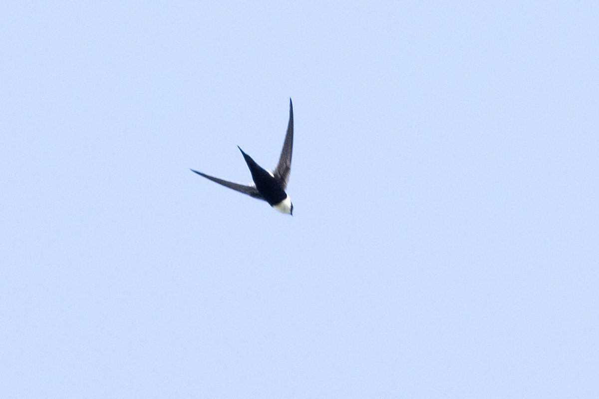 Lesser Swallow-tailed Swift - ML615876980