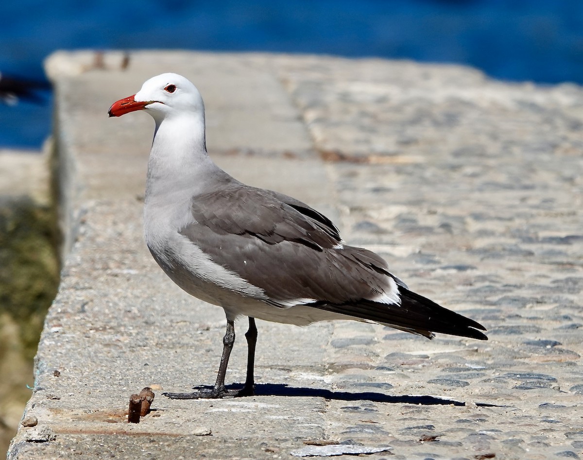 Heermann's Gull - ML615876982