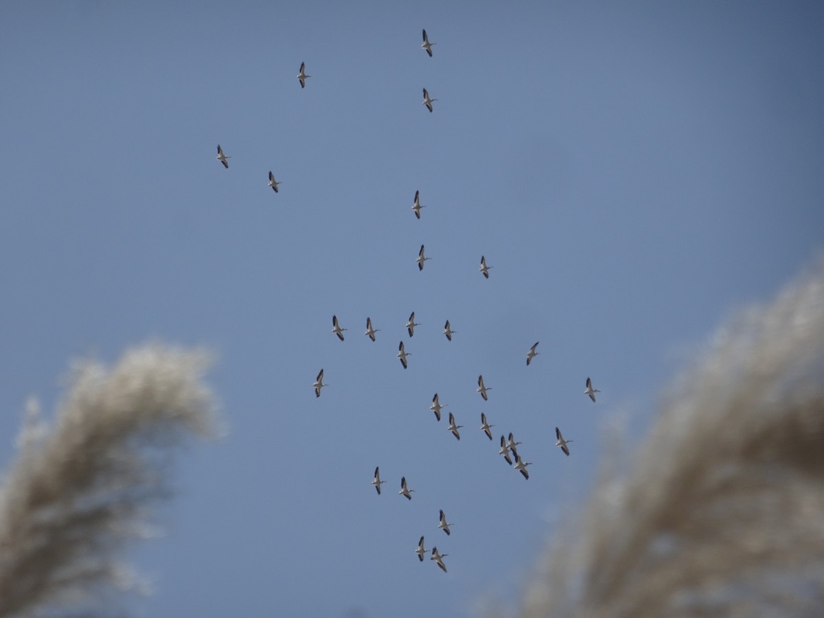 שקנאי אמריקני - ML615876986