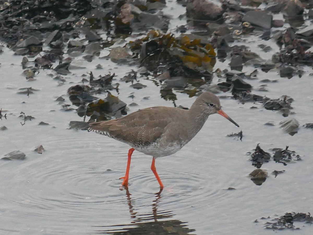 Common Redshank - ML615876987