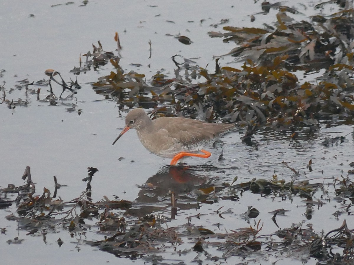 Common Redshank - ML615876988