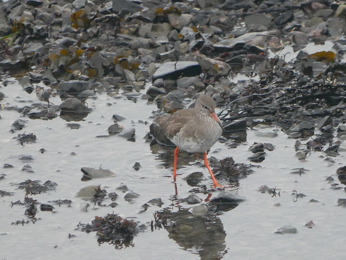 Common Redshank - Daniel Lewis