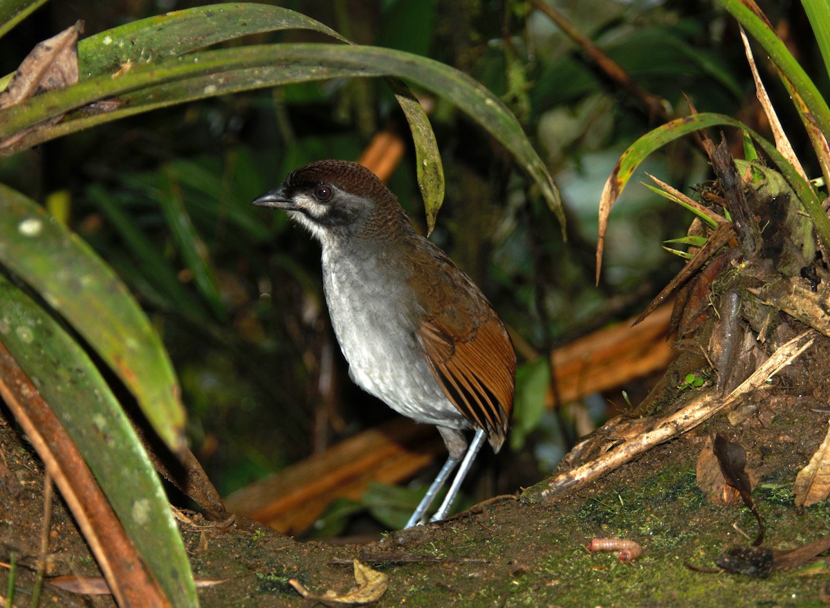 Jocotoco Antpitta - ML615877010