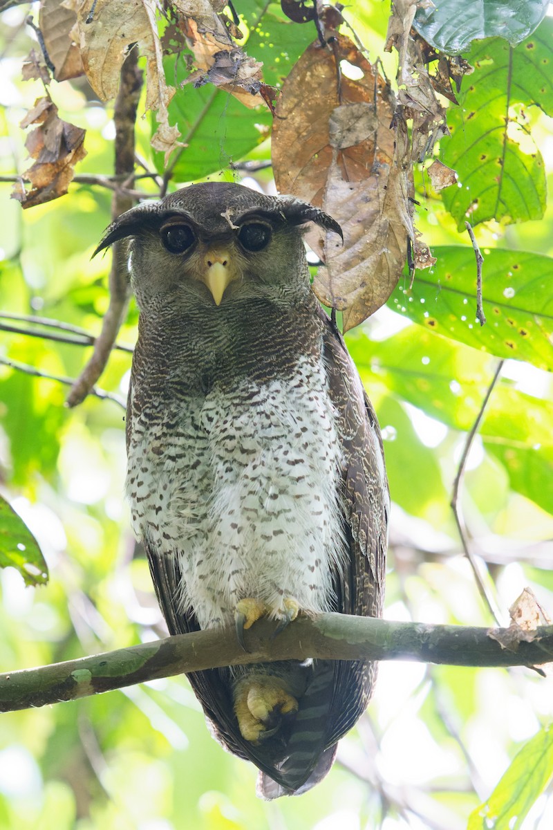 Barred Eagle-Owl - ML615877024