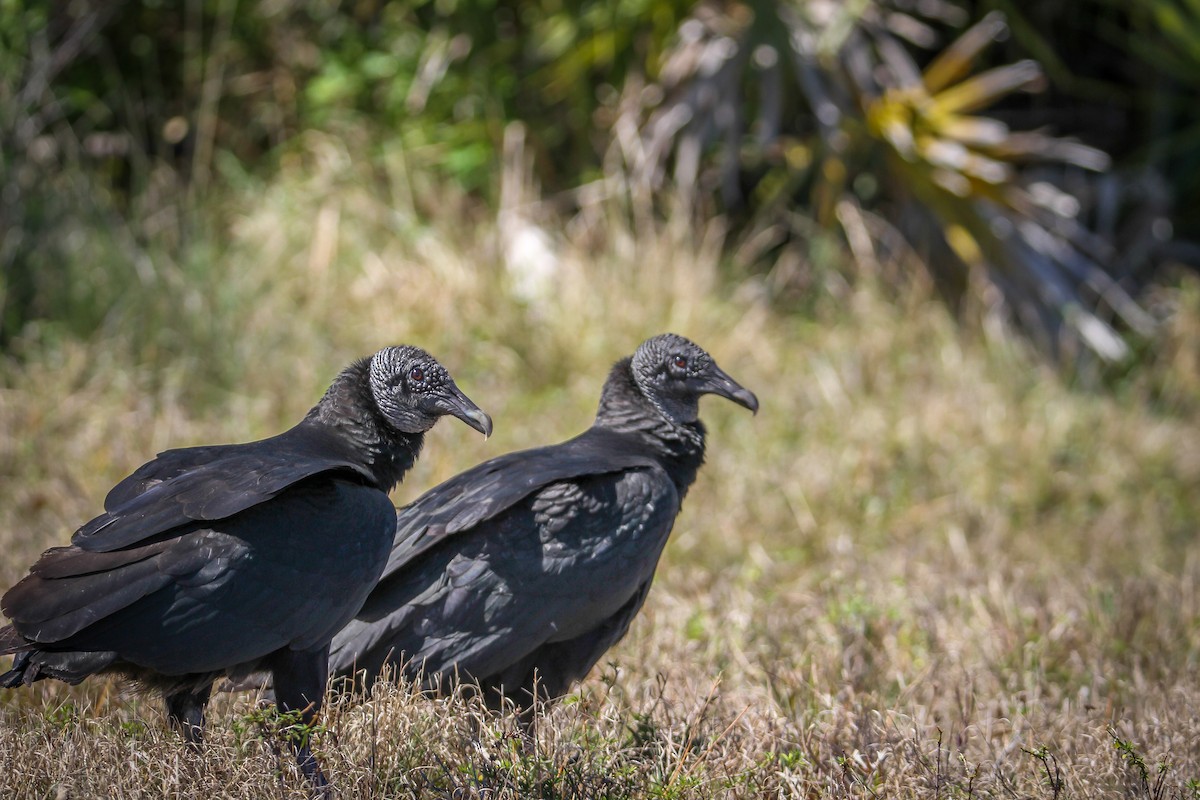 Black Vulture - ML615877039