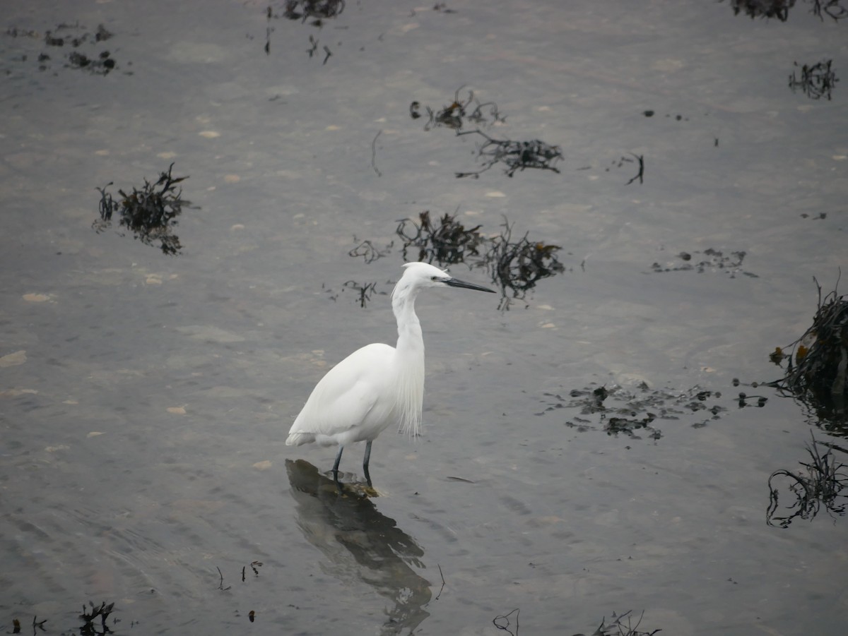 Little Egret - Daniel Lewis