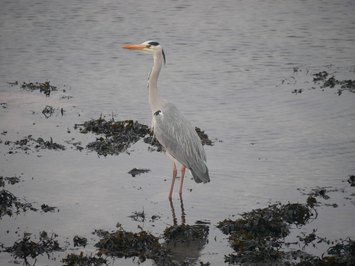 Gray Heron - ML615877103