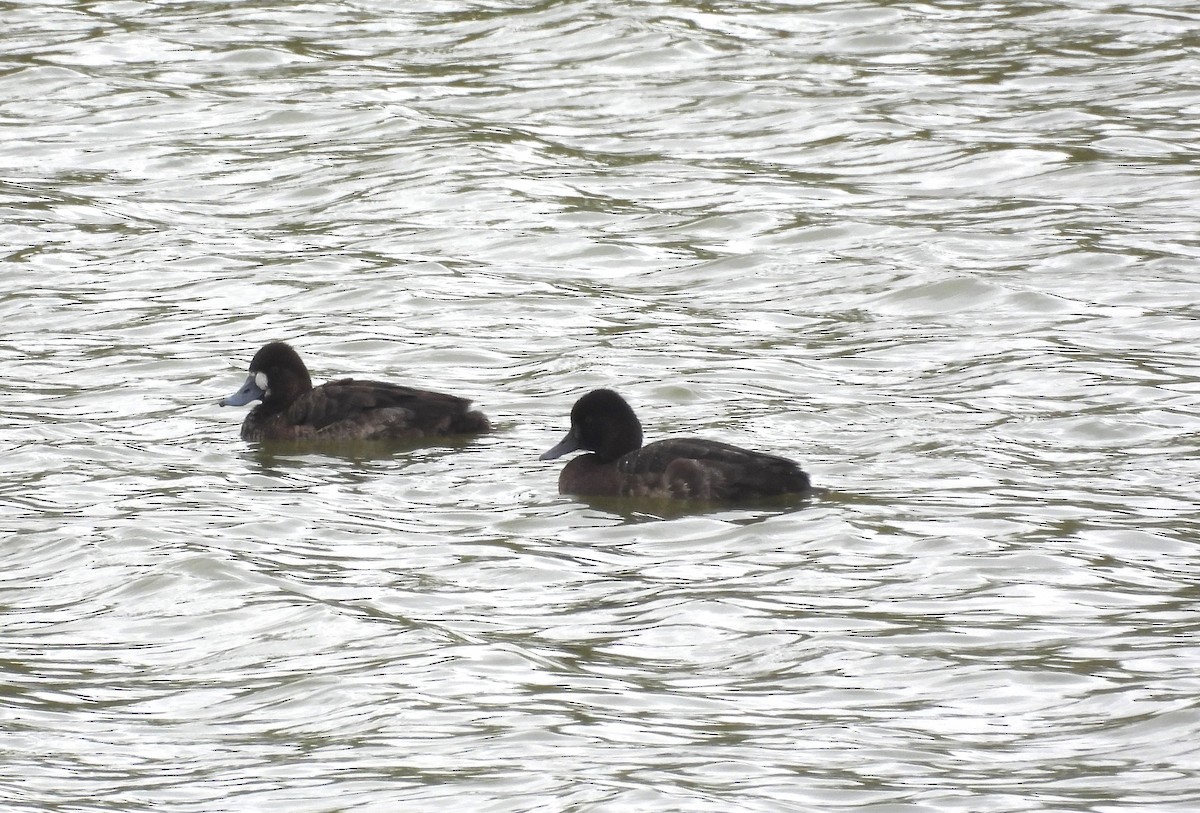 Lesser Scaup - Fernando Angulo - CORBIDI