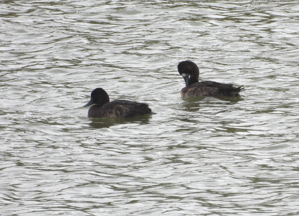 Lesser Scaup - Fernando Angulo - CORBIDI