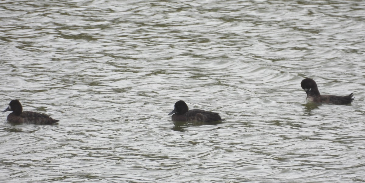 Lesser Scaup - Fernando Angulo - CORBIDI