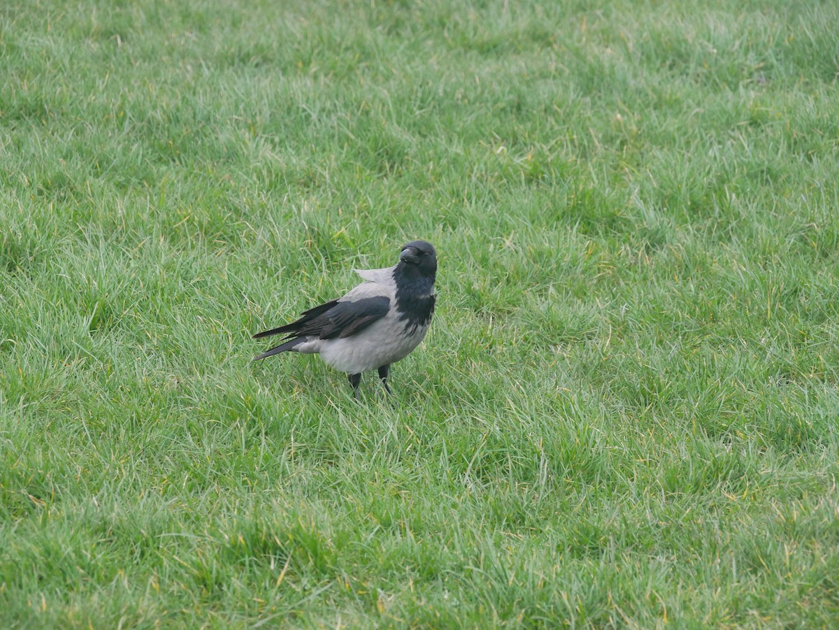 Hooded Crow - ML615877157