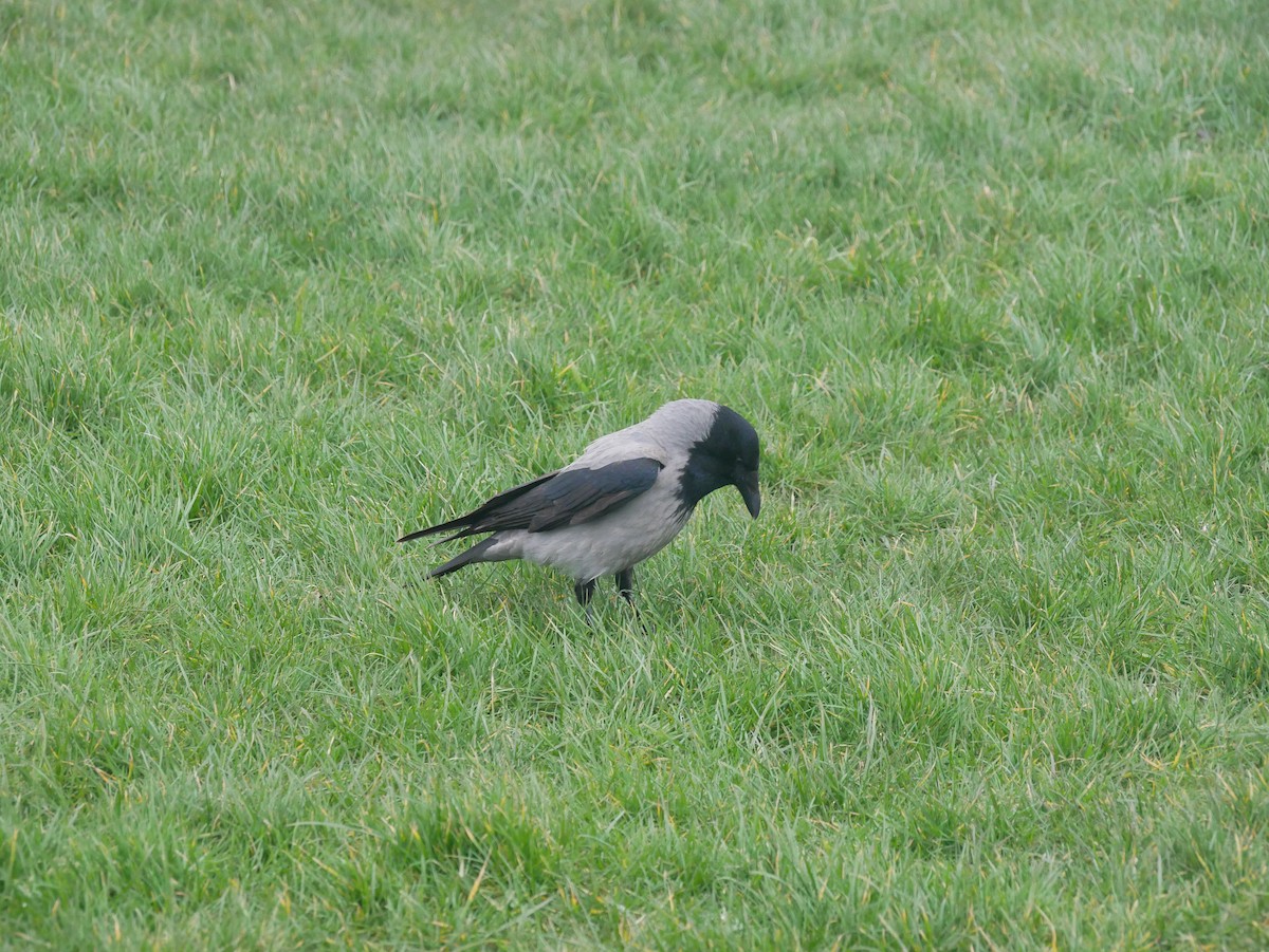 Hooded Crow - ML615877158