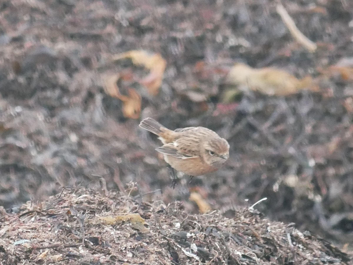 European Stonechat - ML615877182