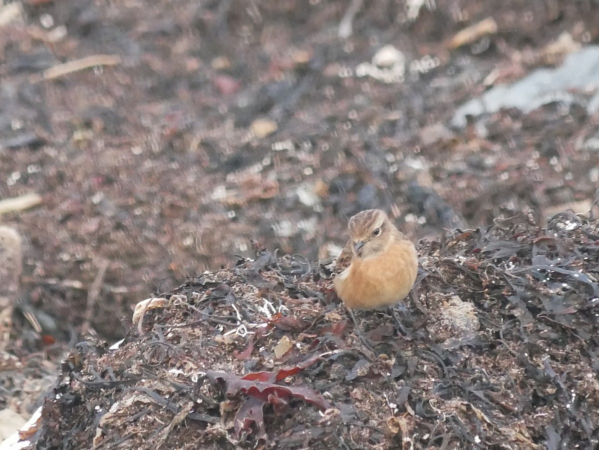 European Stonechat - ML615877183