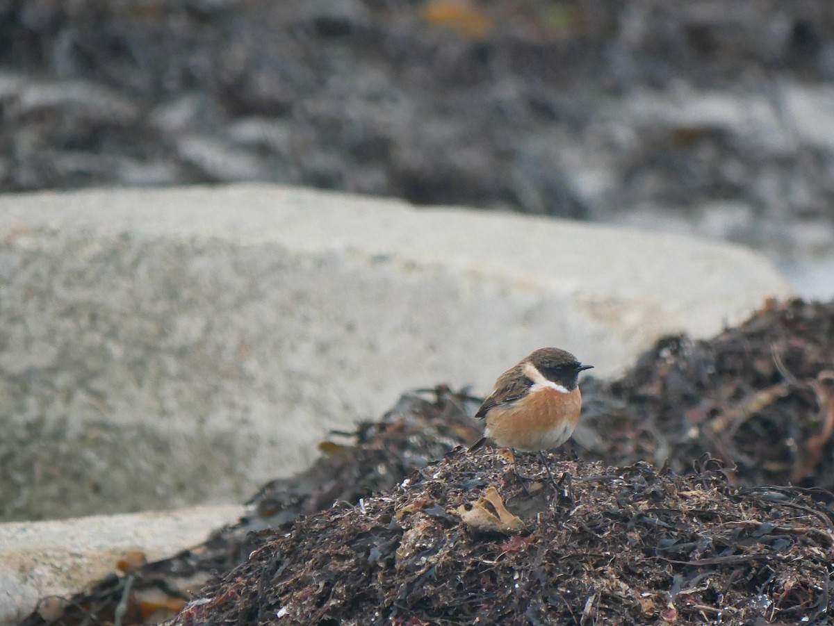 European Stonechat - Daniel Lewis