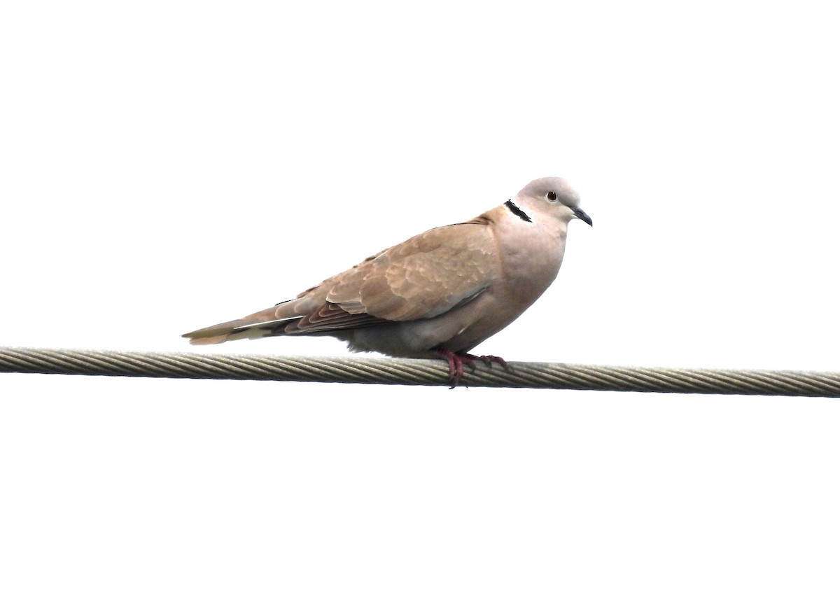 Eurasian Collared-Dove - ML615877190