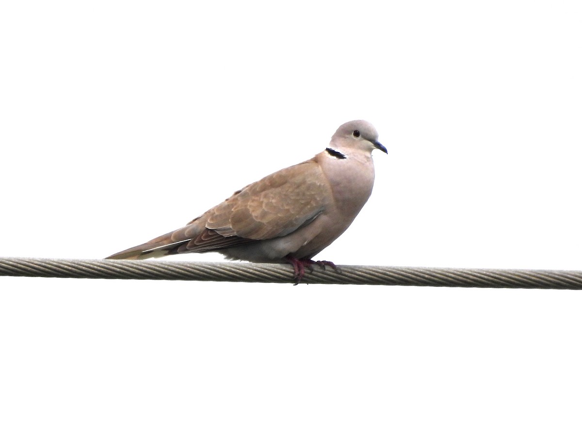 Eurasian Collared-Dove - ML615877191