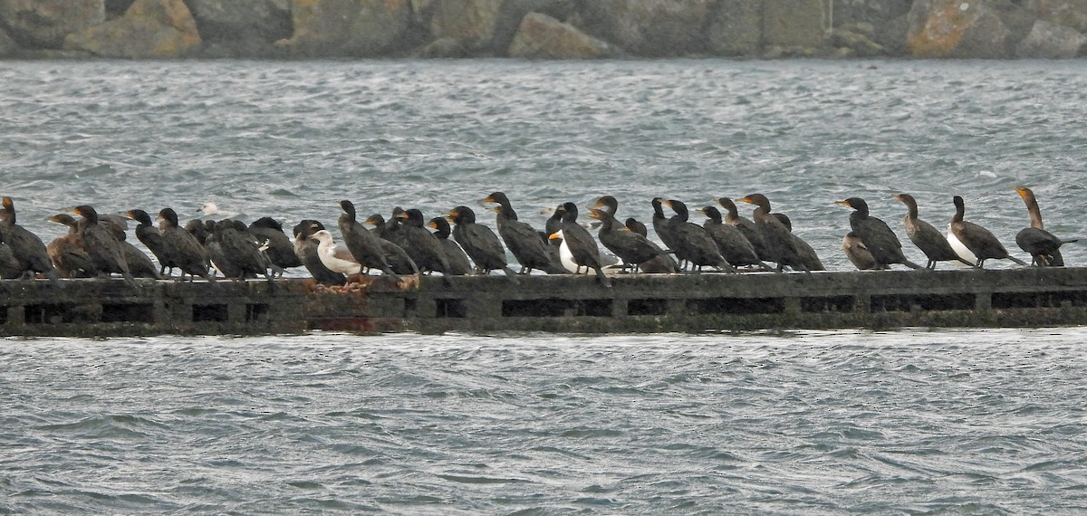 Double-crested Cormorant - Jock McCracken