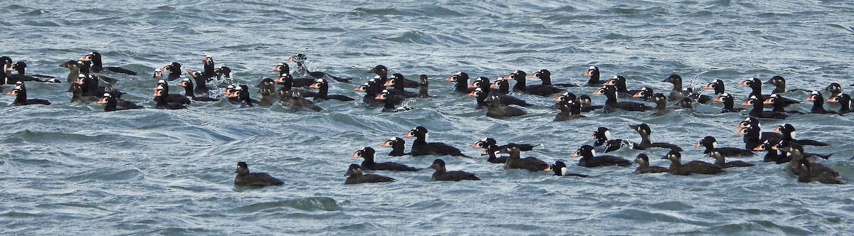 Surf Scoter - ML615877224