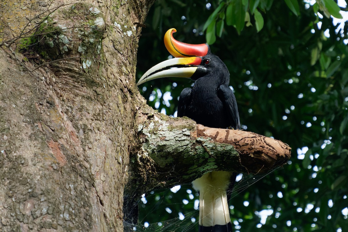 Rhinoceros Hornbill - ML615877237