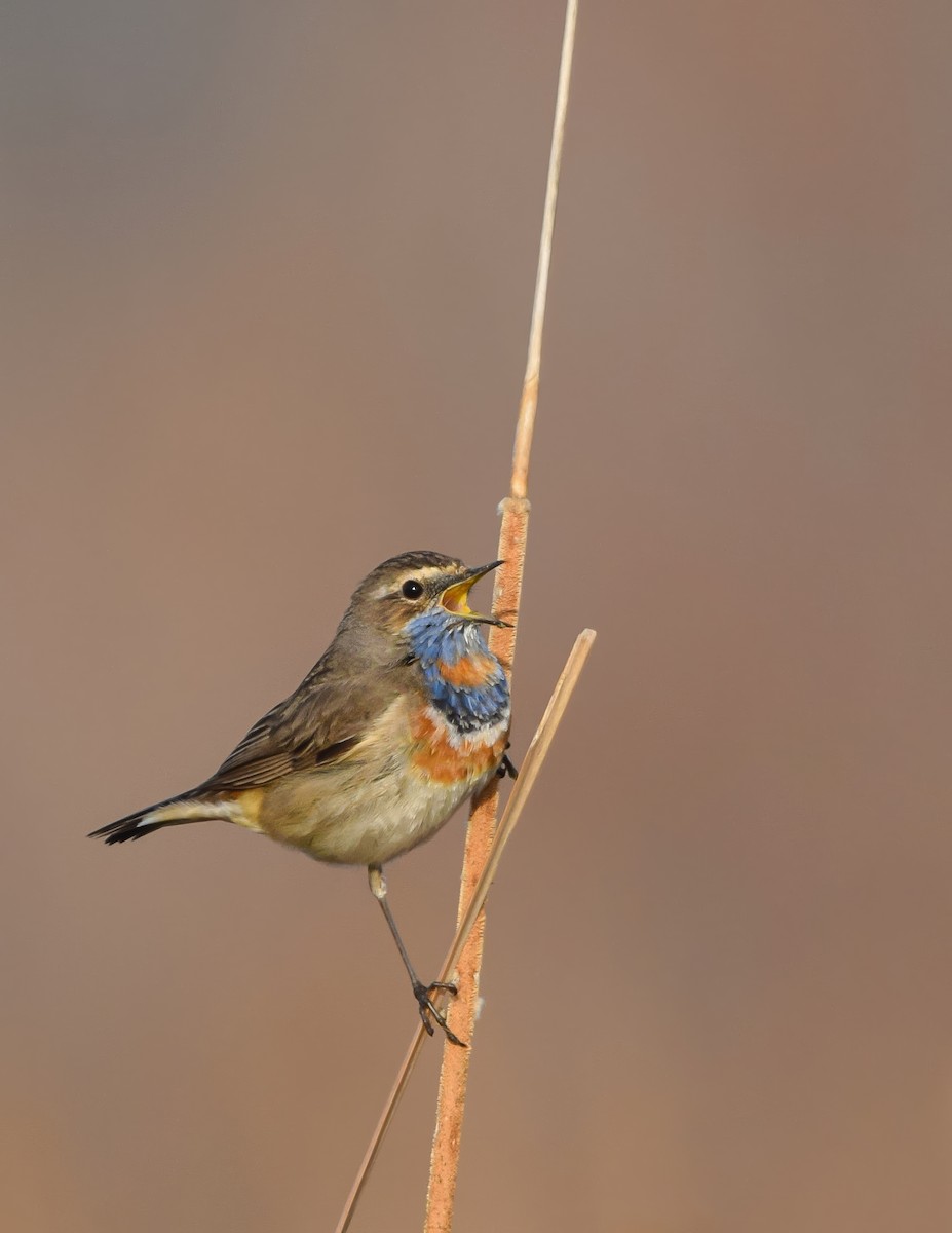 Bluethroat - ML615877241