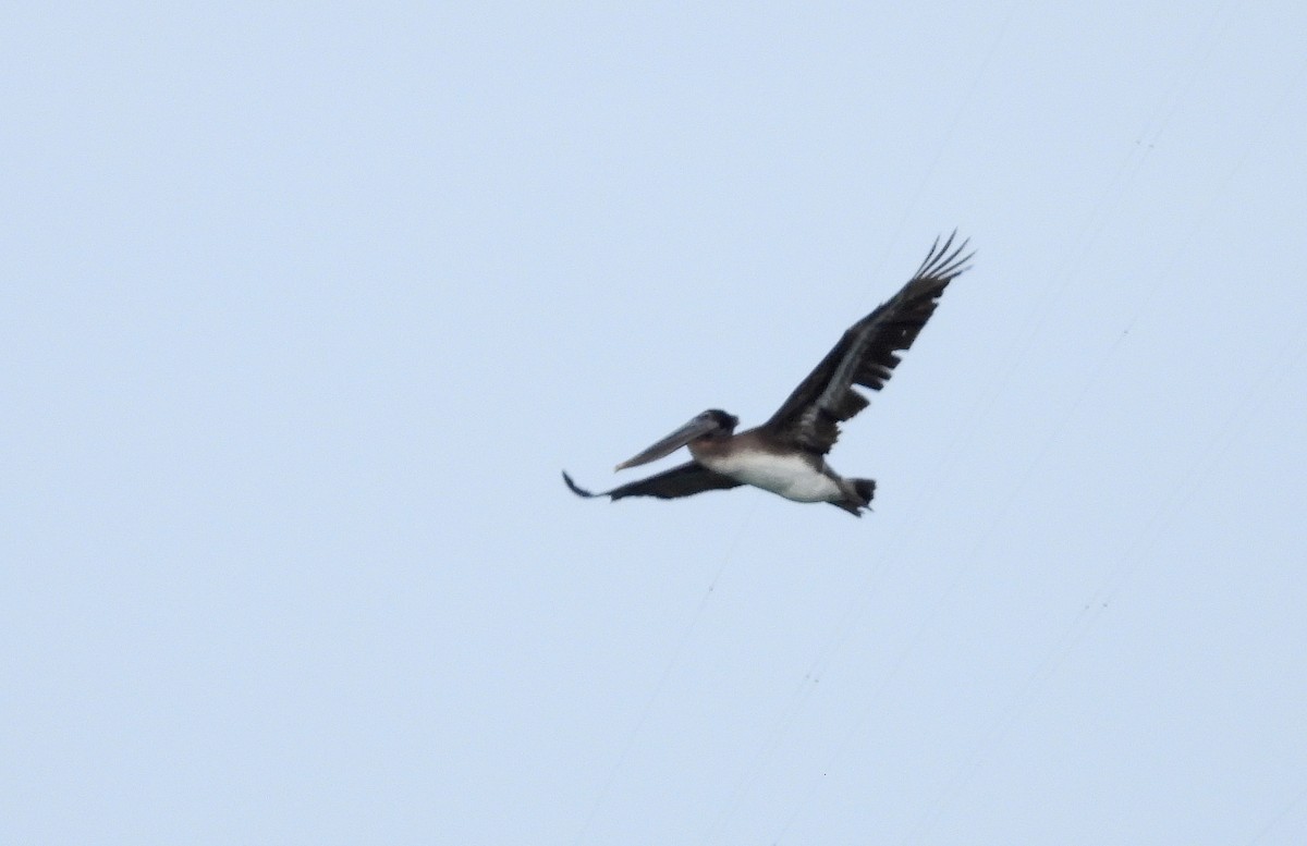 Brown Pelican - ML615877244