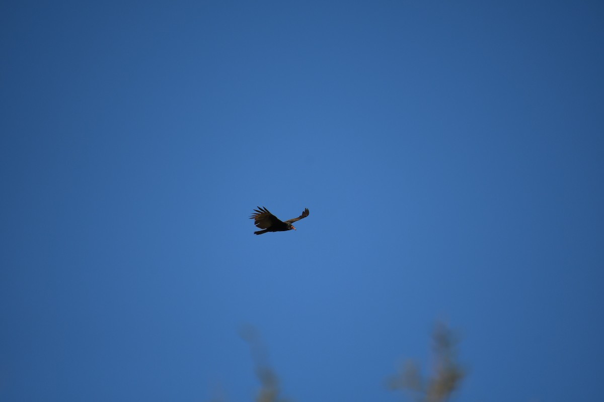 Turkey Vulture - ML615877248