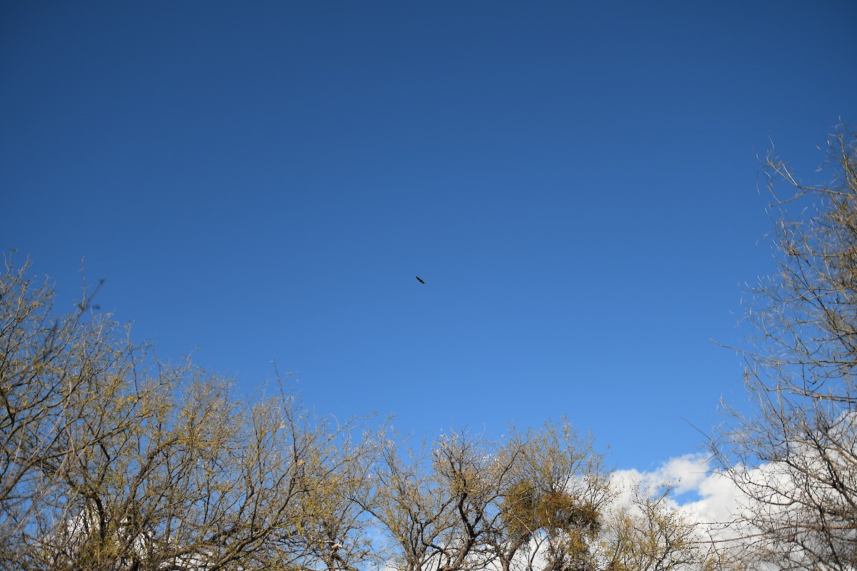 Turkey Vulture - ML615877253