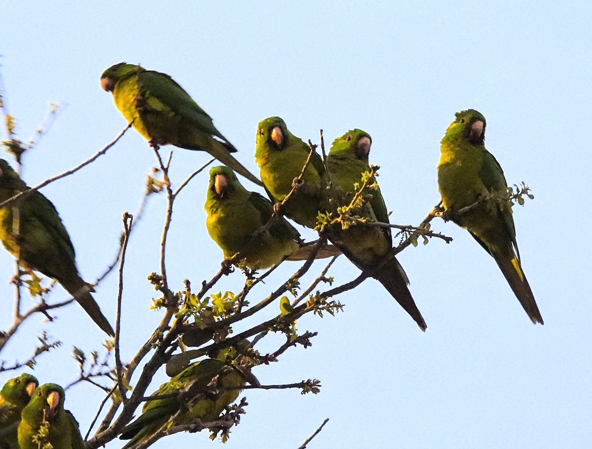 Green Parakeet - ML615877261