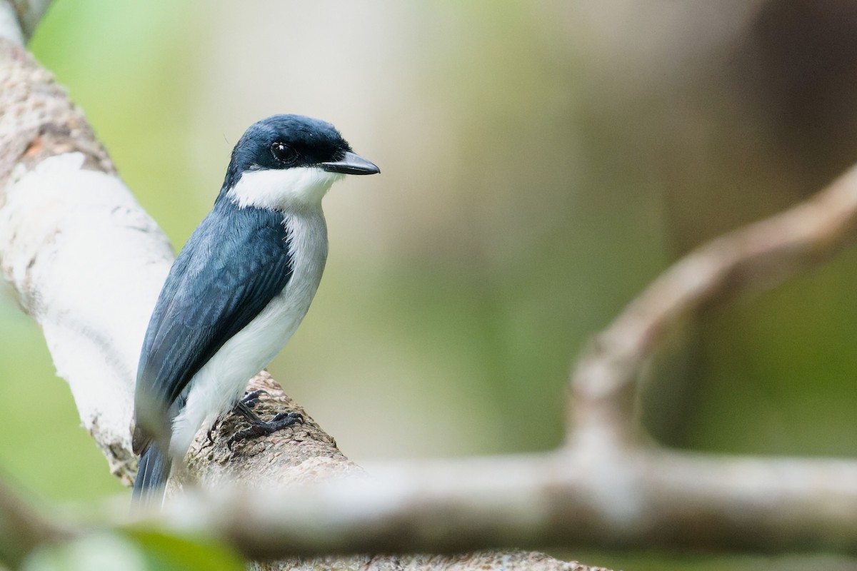 Black-winged Flycatcher-shrike - ML615877268