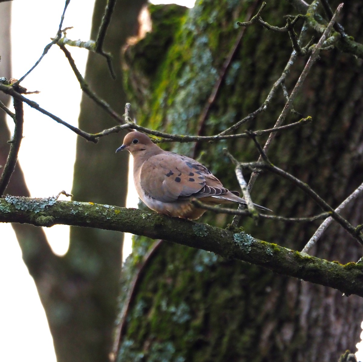 Mourning Dove - Anthony Gehman