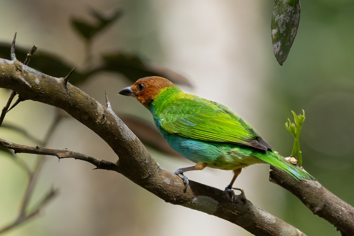 Bay-headed Tanager - ML615877306