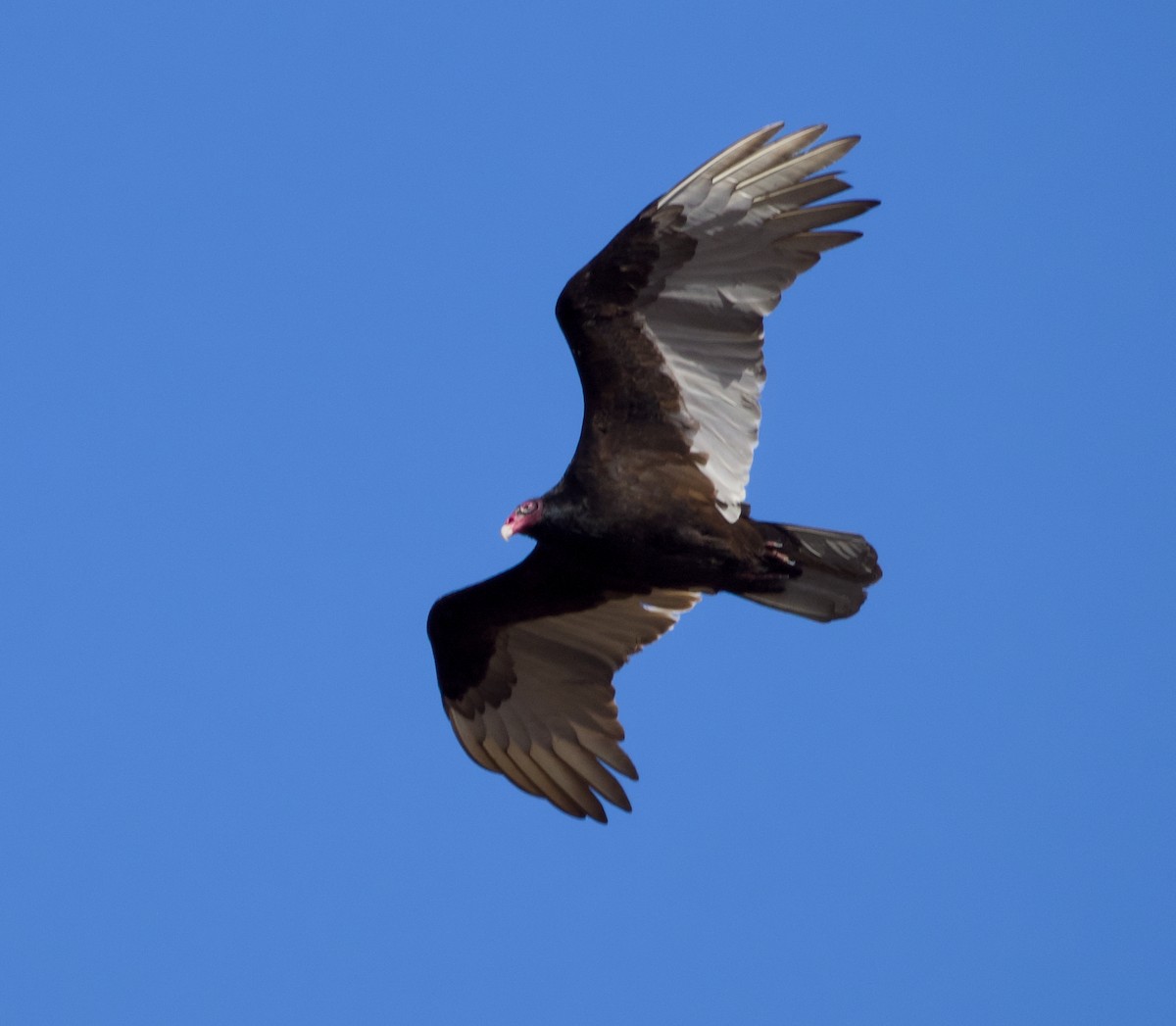 Turkey Vulture - ML615877336